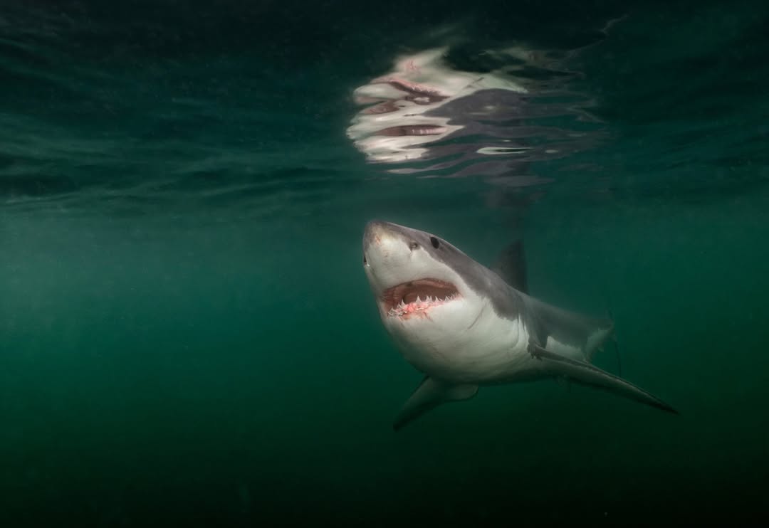 Instagram post by @brianskerry for National Geographic. Caption reads: Nat Geo photographer @brianskerry has logged more....