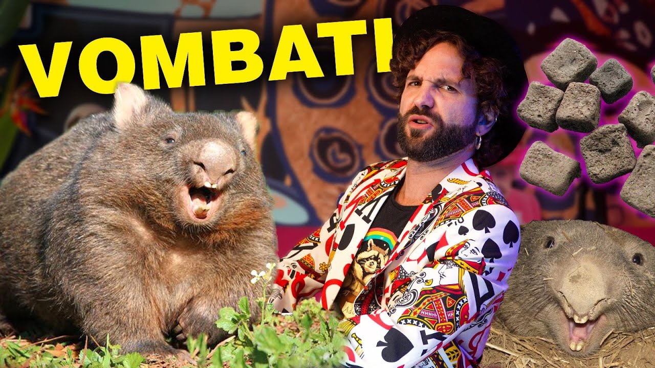 YouTube post by @BarbascuraEXtra for Cambly. Caption reads: WOMBAT animale scemo.