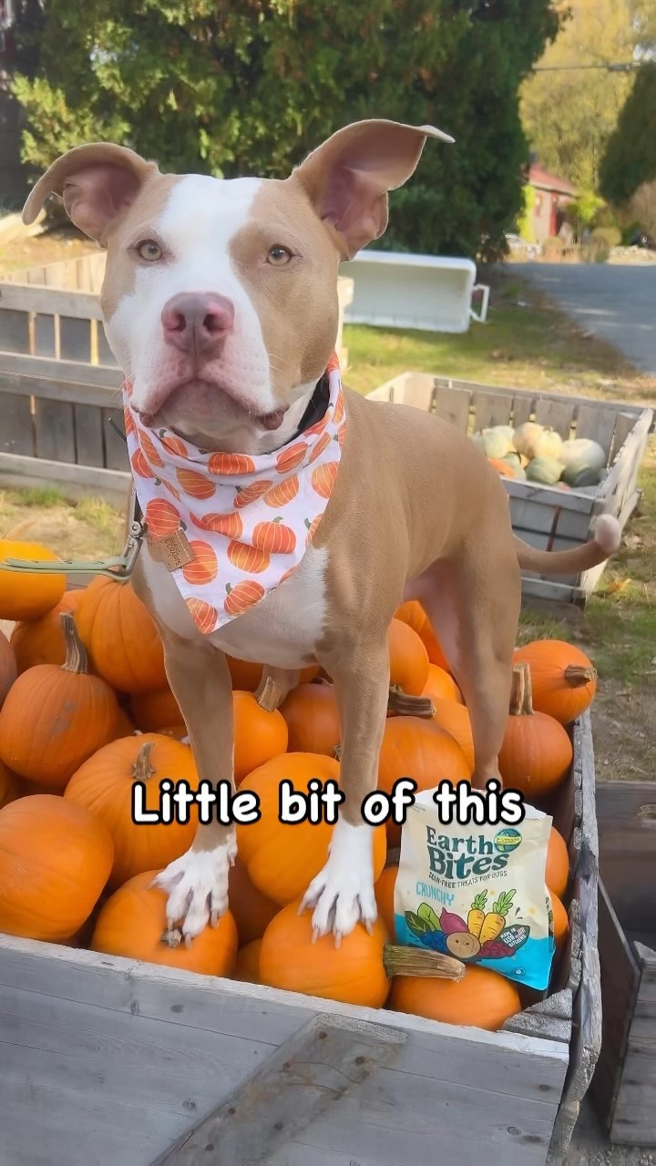 Instagram post by @polothepittie for Earthborn Holistic Pet Food. Caption reads: Just needed a tasty @earthbornholistic treat and a....