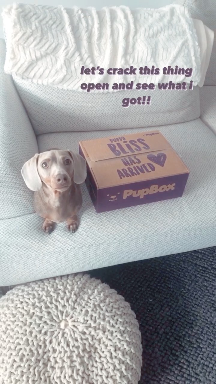 Instagram post by @blueoatie for PupBox. Caption reads: i just know it’s gonna be a good day when my new....