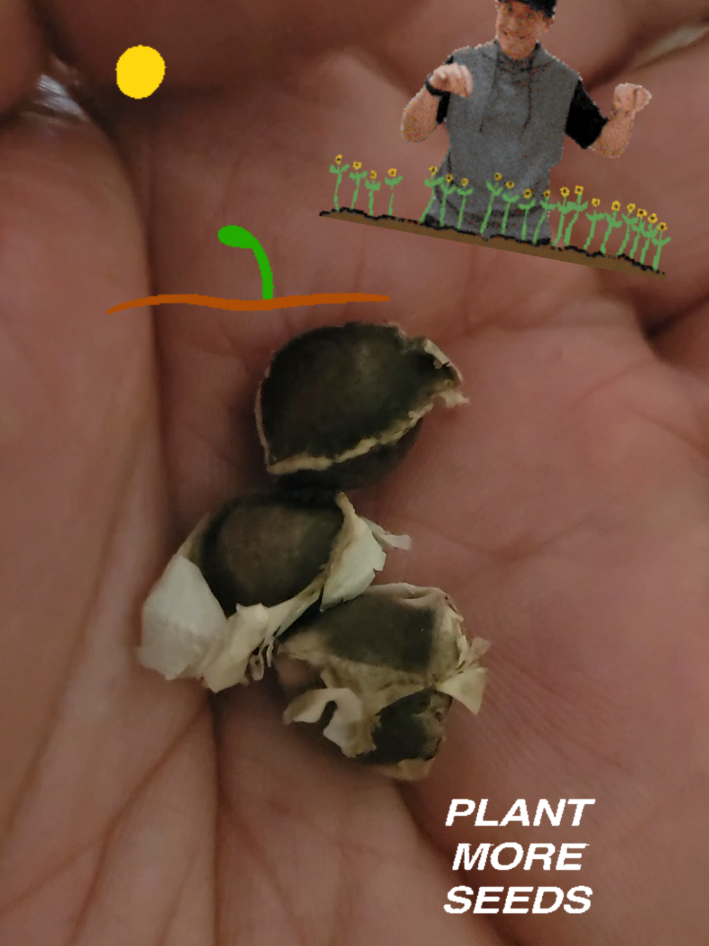 TikTok post by @moringajoe for MoringawithBarry. Caption reads: @MoringawithBarry #seeds #tiktokshop #tiktok....
