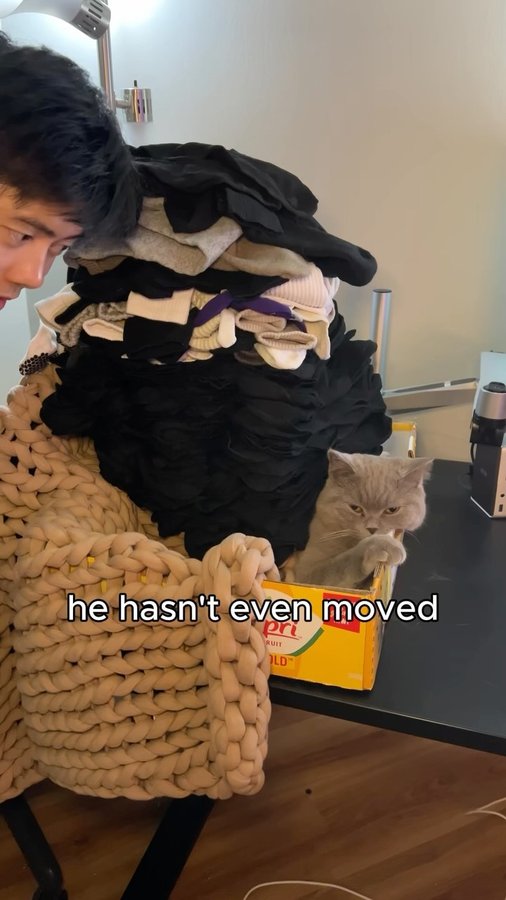 Instagram post by @porkybellyandjim for Bearaby. Caption reads: Porky with another GOAT performance 
—
#cat #cats....