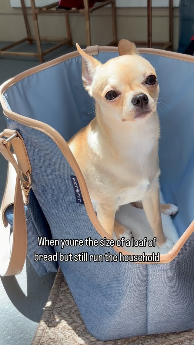 Instagram post by @honeyythechi for Petsfit. Caption reads: My favorite type of bread 😍
Pet Tote Bag from....