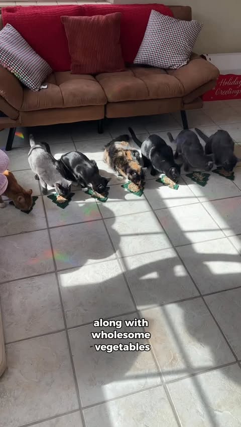 Instagram post by @herhouseofcats for Earthborn Holistic Pet Food. Caption reads: Is your cat naughty or nice this year? | AD

Let’s....