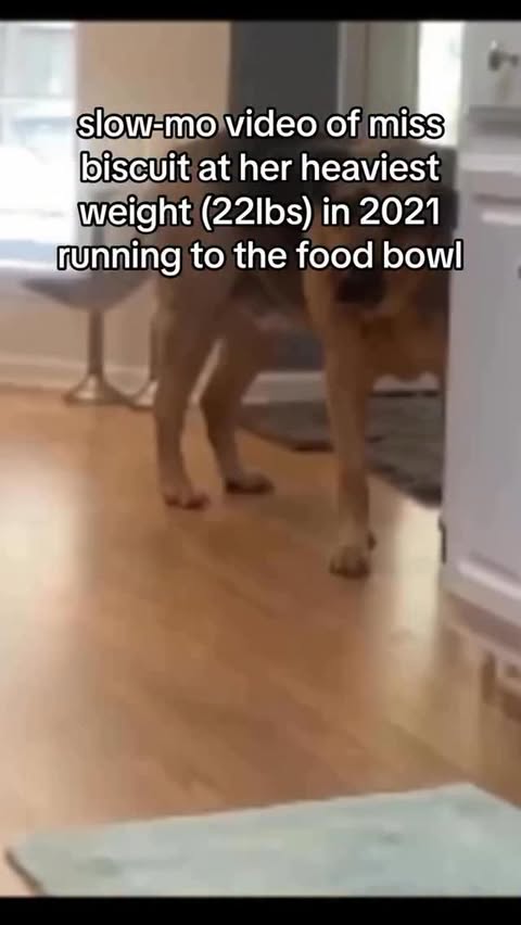 Instagram post by @mibicket for Smalls. Caption reads: [...] HER ON THE STREET!!
SHOUTOUT @openfarmpet....