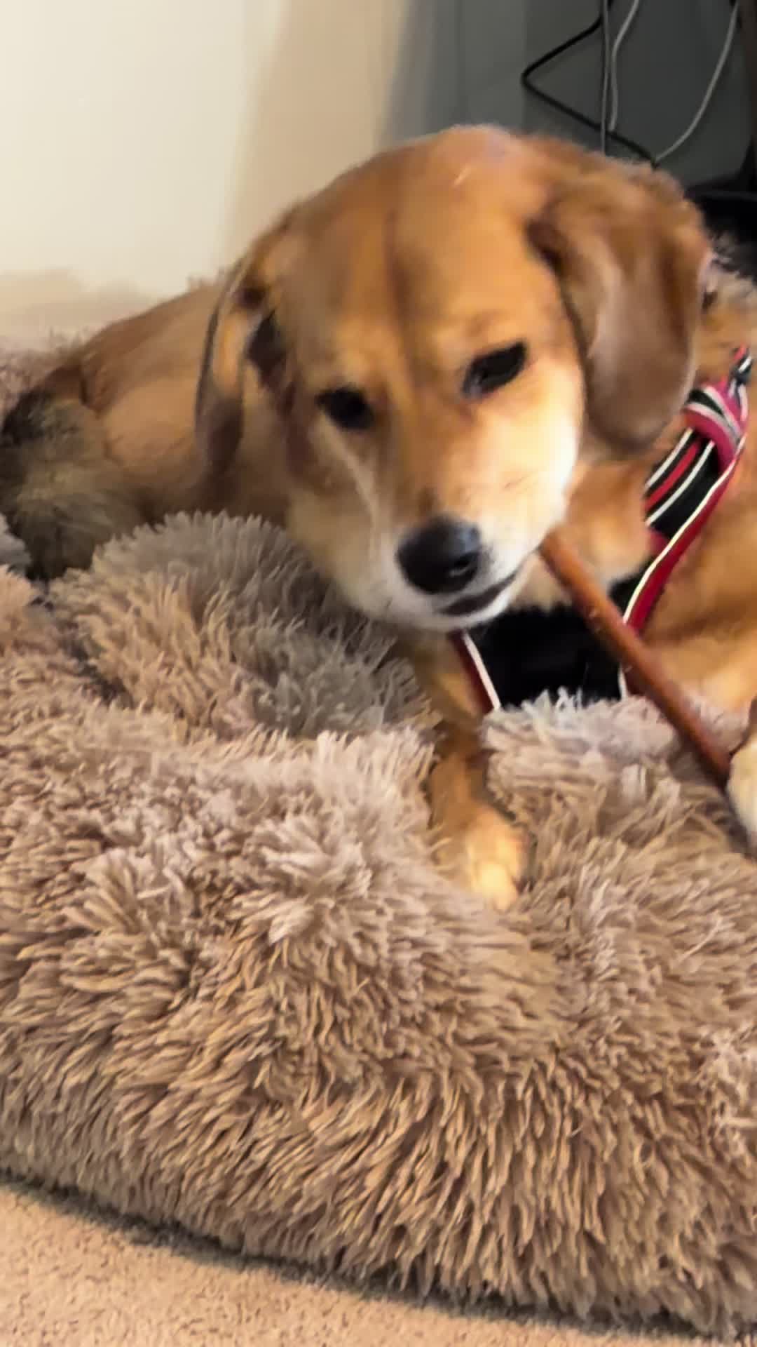 TikTok post by @doseofdakota for PetMD Store. Caption reads: [...] #bullystick #lowodor #tiktokshop@PetMDStore.