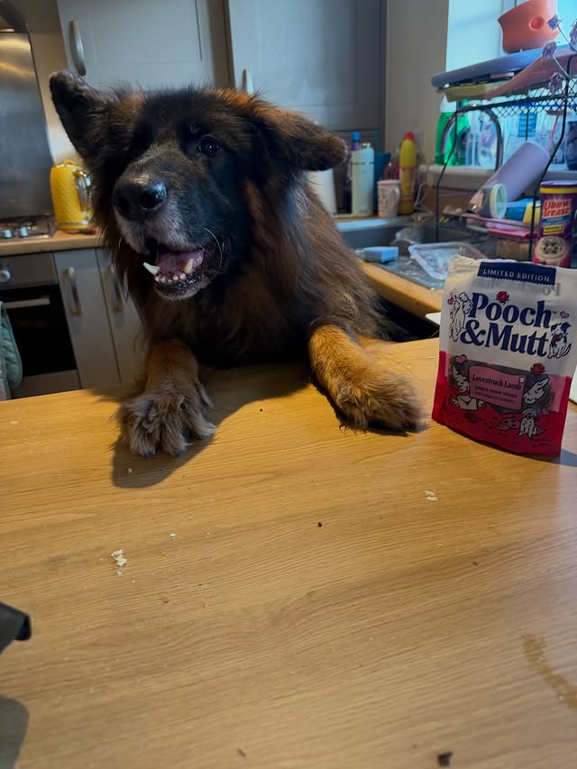 Instagram post by @thedevonpack for Pooch and Mutt. Caption reads: Happy Tuesday, have you seen @poochandmutt lovely....