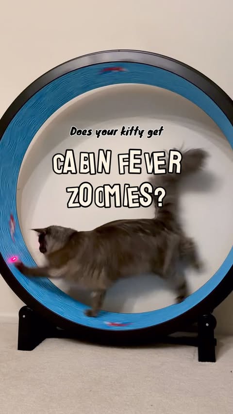 Instagram post by @mugen.koon for One Fast Cat. Caption reads: The trails might be closed, but the training never....