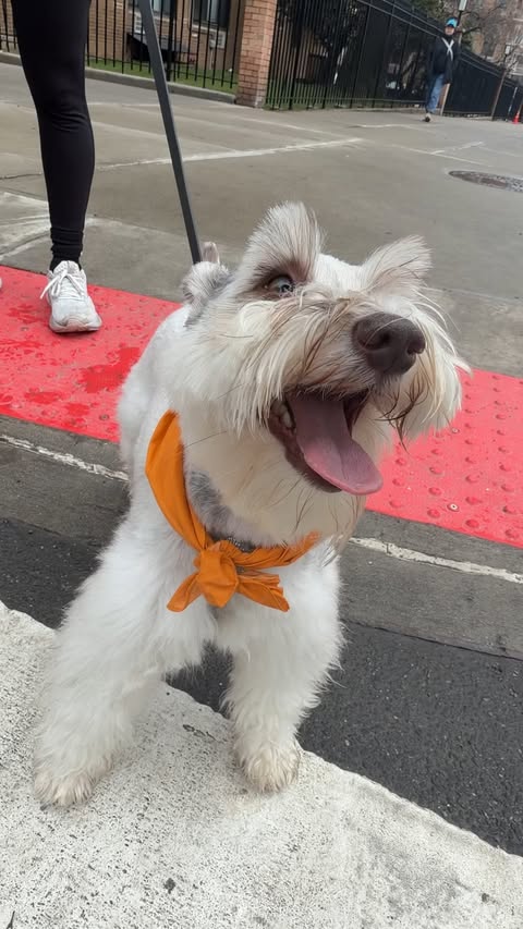 Instagram post by @therealwinstonschnauzernyc for Shokz. Caption reads: [...] with your pup ?🐶 🏃‍♀️ #runpawsitive....