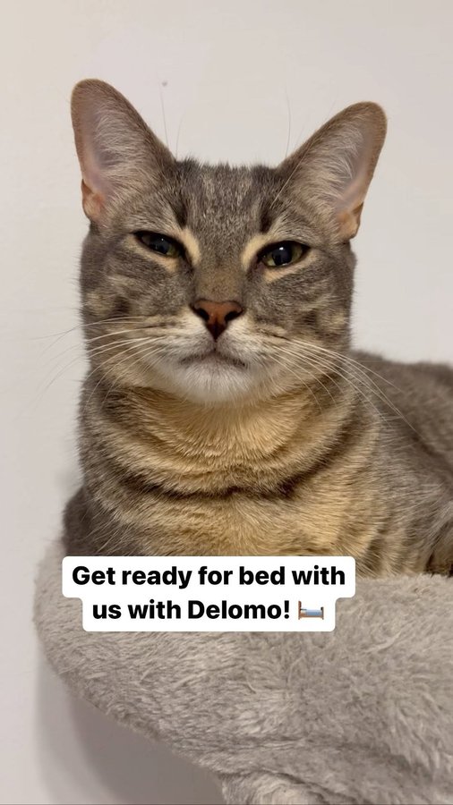 Instagram post by @wil_and_tuffrescuecats for Delomo. Caption reads: GIVEAWAY for the Delomo pet hair remover! 🤍 We....