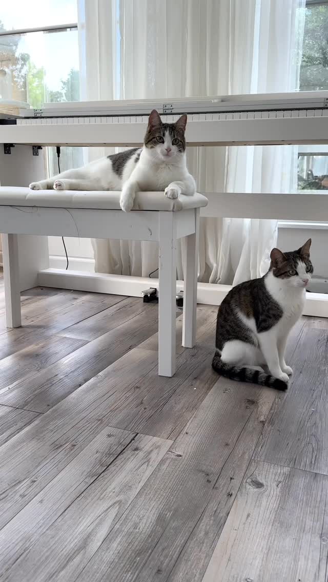 Instagram post by @erinelizabethmartin for Fancy Feast. Caption reads: #AD
By now, you’ve seen how much Jules and Freya....