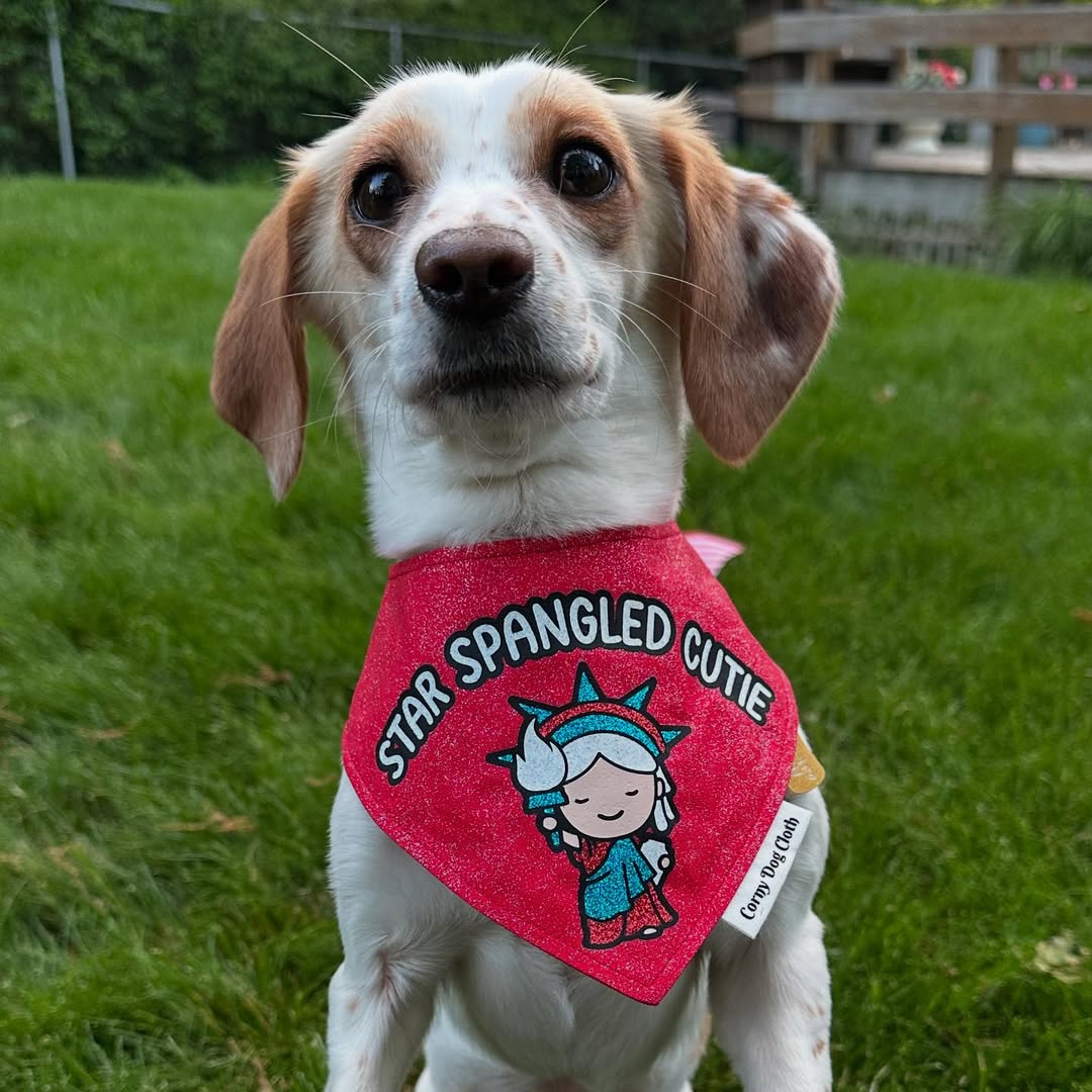 Instagram post by @adventuresofautumndog for Corny Dog Cloth. Caption reads: [...] ready to go! 🇺🇸 • Bandana - @cornydogcloth....