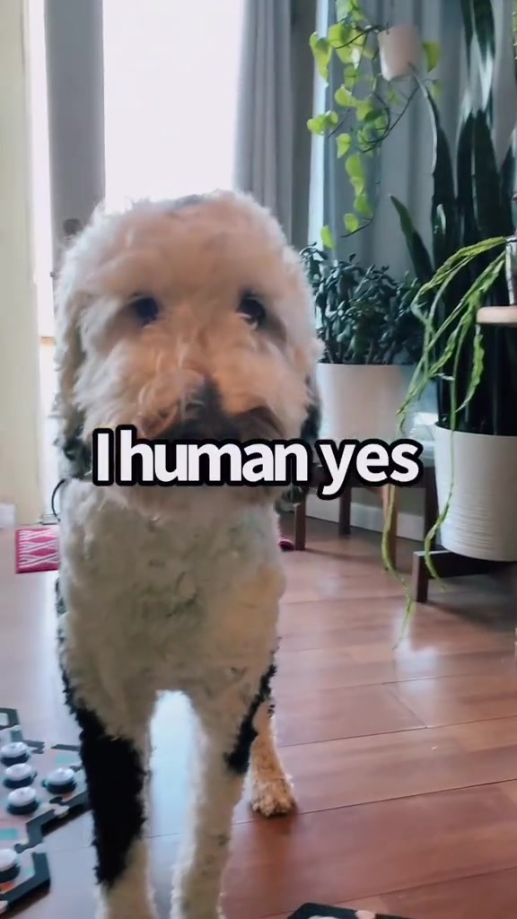 TikTok post by @whataboutbunny for FluentPet. Caption reads: Working out the kinks here 😂 @FluentPet.