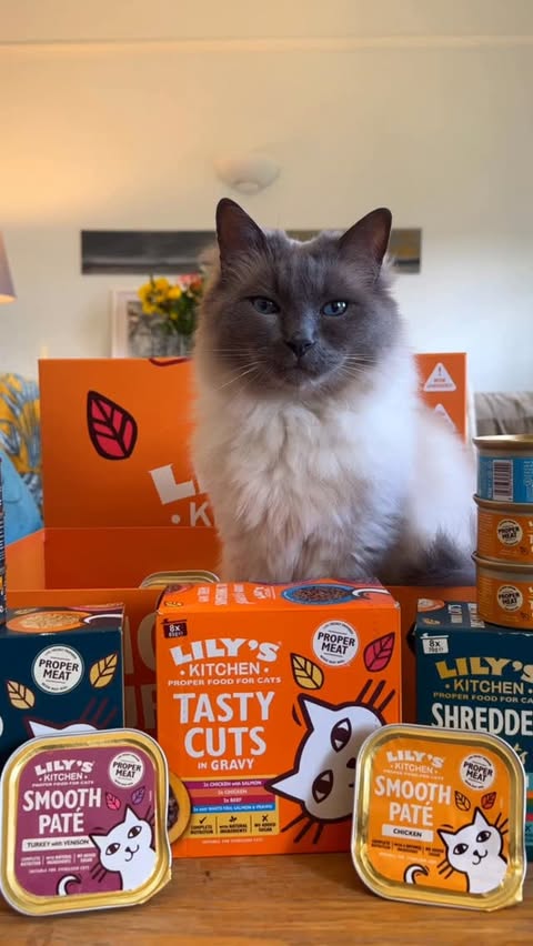 Instagram post by @atlas.phoebe.ragdolls for Lily's Kitchen. Caption reads: [...] choose, I think we all know that....
