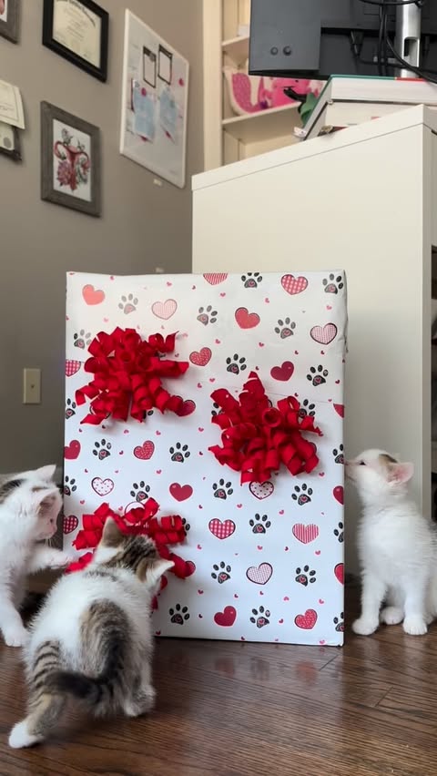 Instagram post by @erins_fosters for Oneisall. Caption reads: [...] cozy for each and every foster. This....