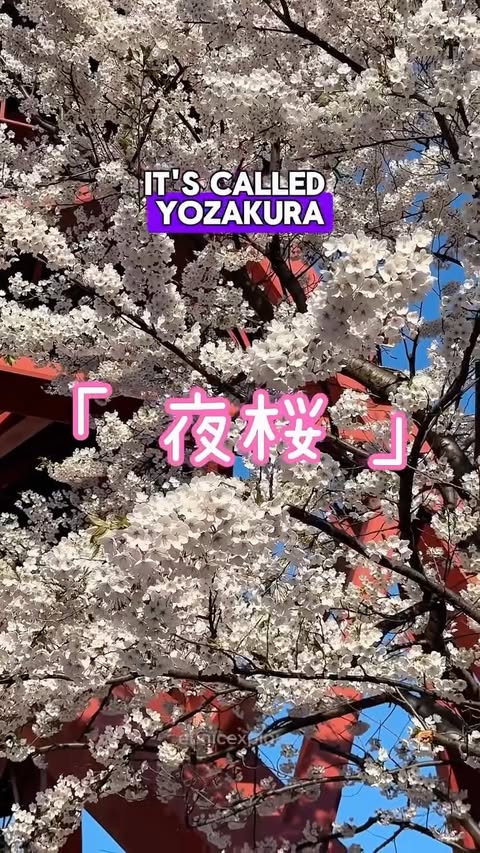 Instagram post by @japantravelcom for Sakuraco. Caption reads: [...] of cherry blossoms at night with....