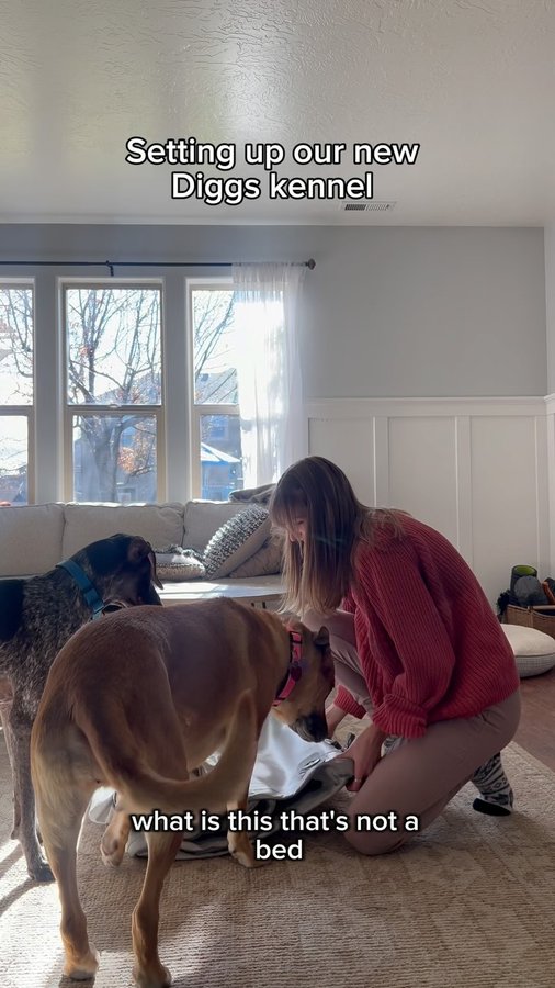 Instagram post by @emily_andpups for Diggs. Caption reads: 🎄🐾 Early Christmas magic from Diggs! Unveiling....