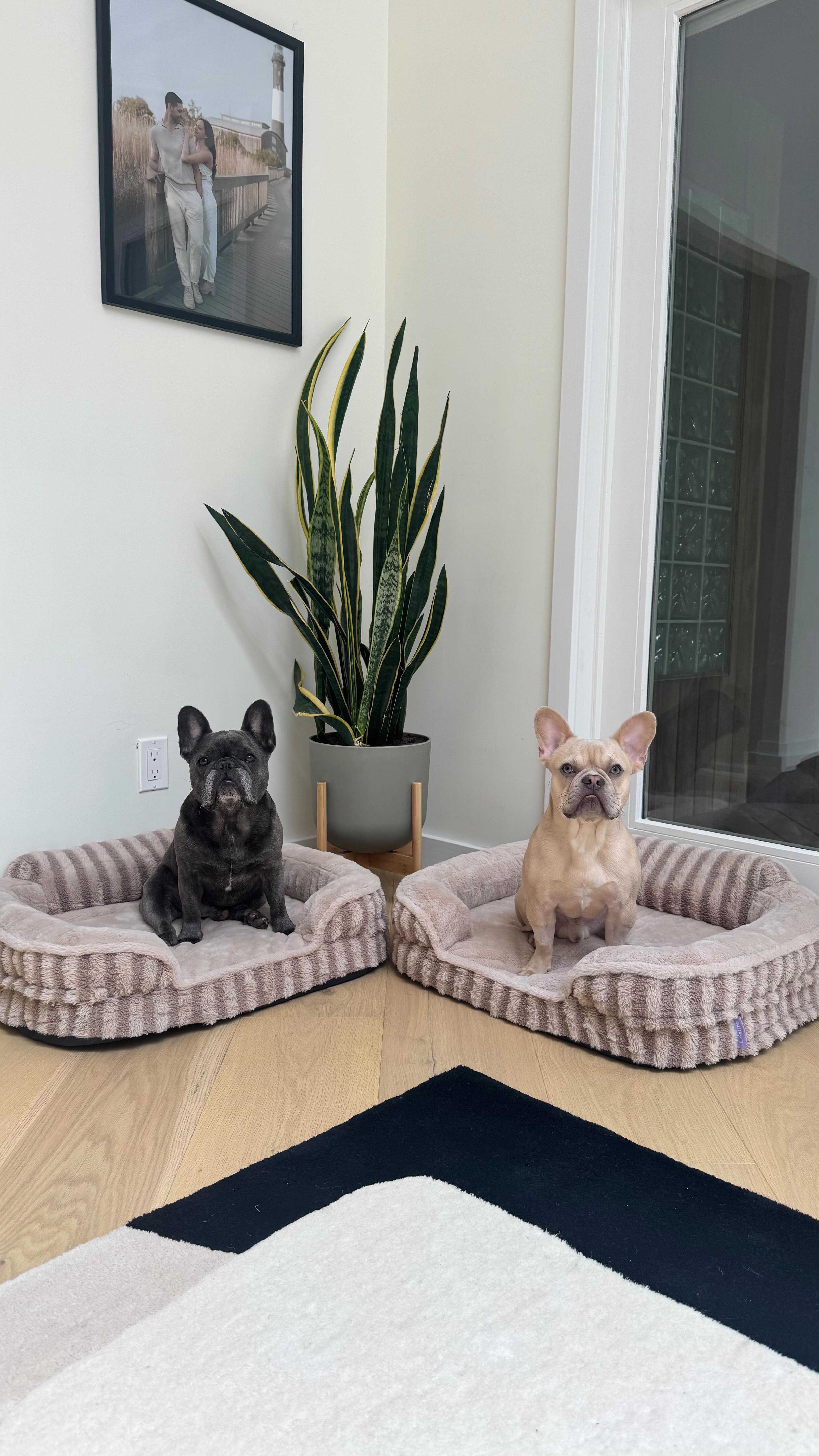 Instagram post by @winstonthefrenchiee_ for Lesure Pet. Caption reads: Yes they may be VERY different 🤪 but they both....