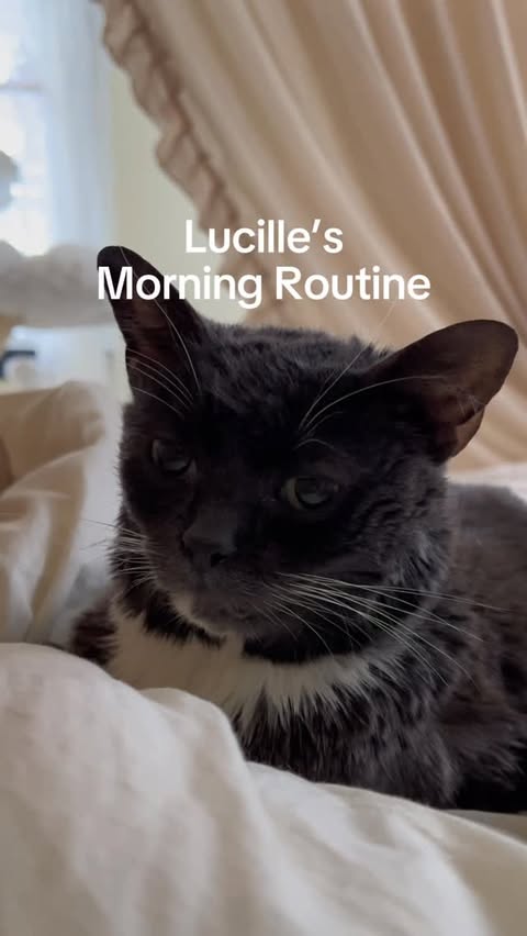 Instagram post by @lucilletherescuecat for NaturVet. Caption reads: [...] her Hairball Help! supplements from....