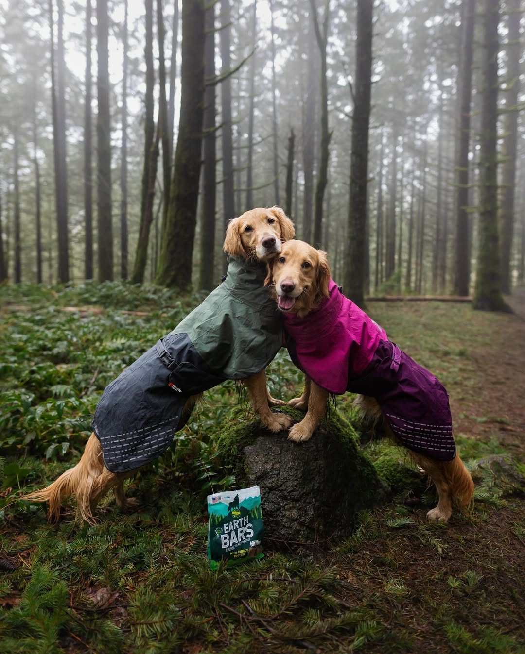 Instagram post by @gonegoldens for Earthborn Holistic Pet Food. Caption reads: Comment below and plant a tree!
💬 =....