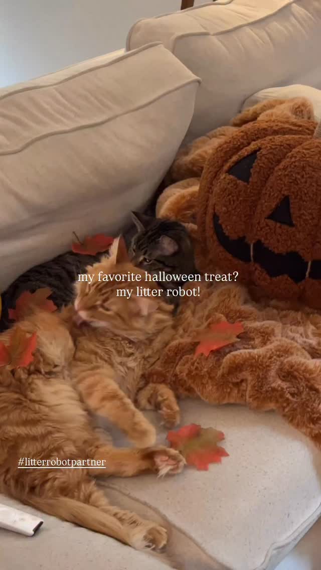 Instagram post by @roseybeeme for Litter-Robot. Caption reads: 🐈‍⬛🐈 spooky season won’t be so spooky if you....