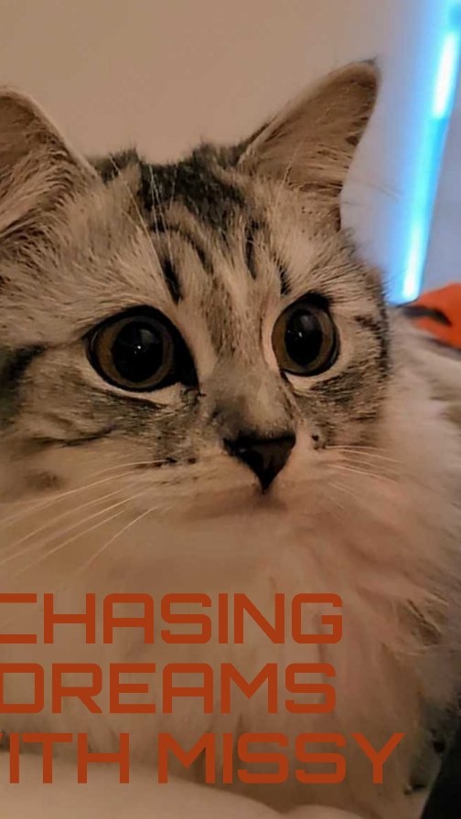 Instagram post by @kirstiandhercats for VanCatUK. Caption reads: I won a competition! Mummy says my prize was....