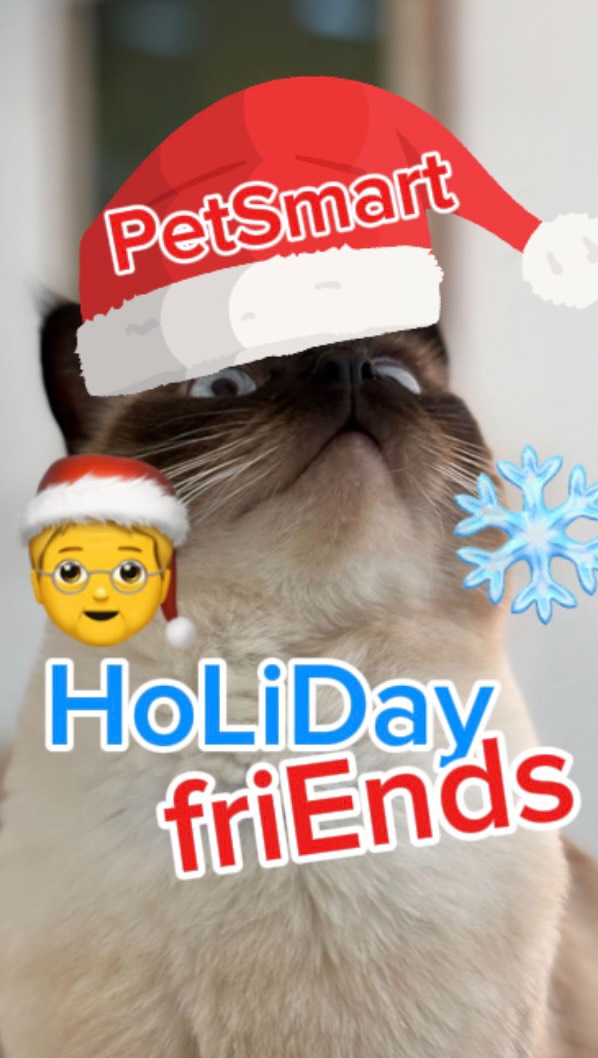 Instagram post by @mervthepet for PetSmart. Caption reads: #PetSmartPartner #Holidays adventure! WHAT DID....