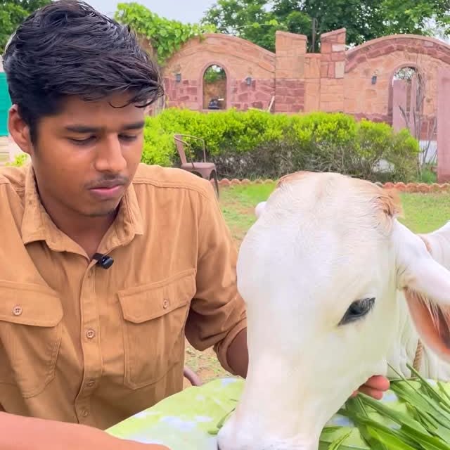 Instagram post by @cowsblike for Swiggy. Caption reads: vrinda ko bhi chatpata khane ka mann karta hai😶....