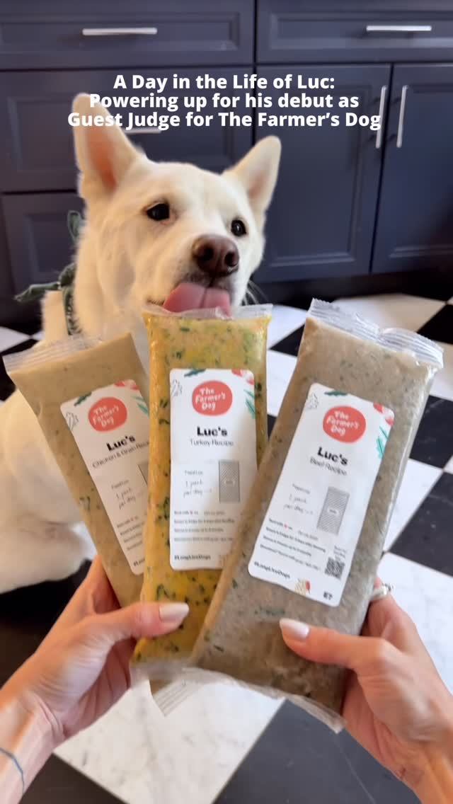 Instagram post by @mensweardog for The Farmer's Dog. Caption reads: Judge Luc was all smiles and wagging tails at The....