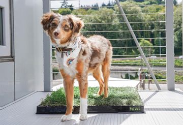 Instagram post by @ayce.and.aria for Doggielawn. Caption reads: Who only potties on grass?!⁣⁣
⁣⁣
I am one of those....