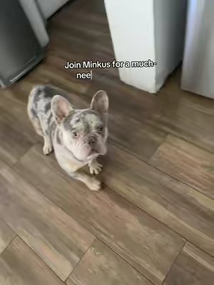 TikTok post by @minkus_thefrenchiepup for Rinseroo. Caption reads: [...] 🛀 #bathtime #spaday #cleanpet #joinme....
