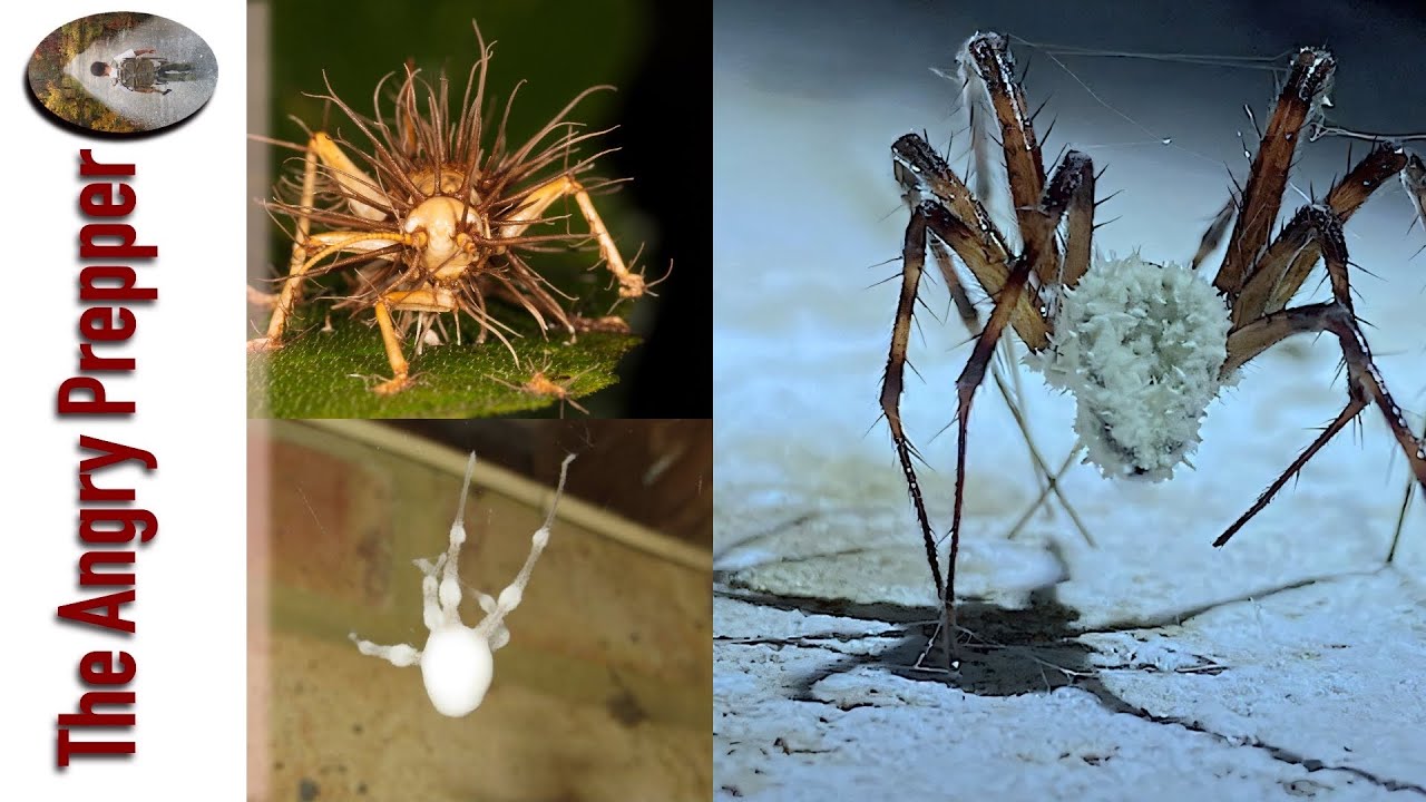 YouTube post by @TheAngryPrepper for Refuge Medical. Caption reads: You Gotta Be Kidding Me, Man!.