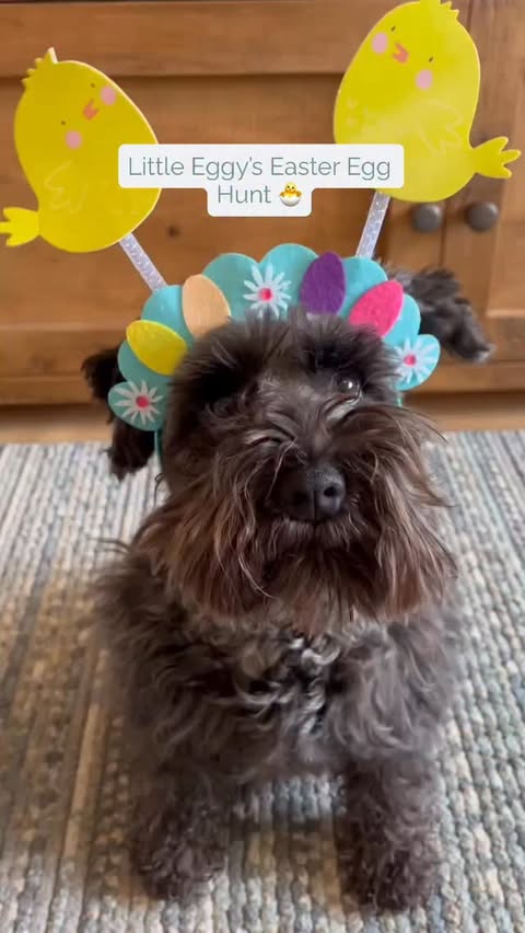 Instagram post by @its_little_eddy for Scrumbles. Caption reads: [...] 🤭🐣 I managed to sniff out all my....