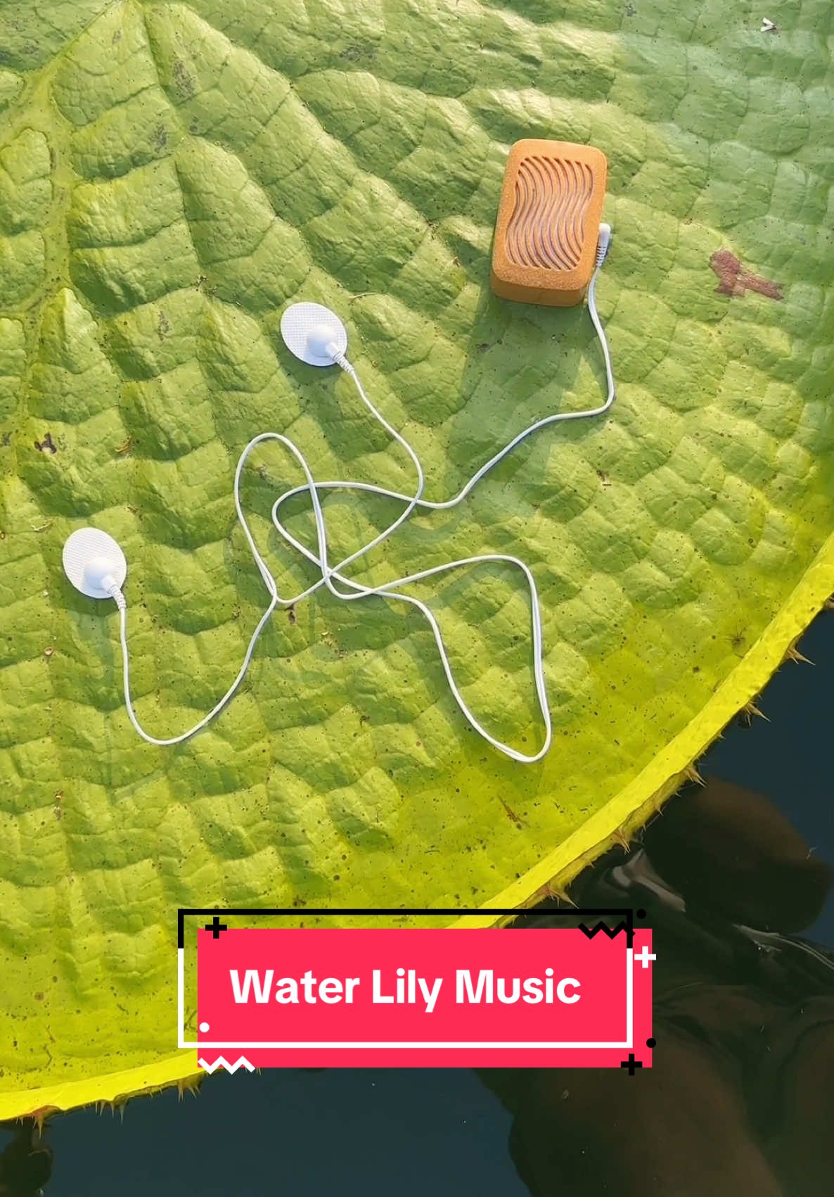TikTok post by @redleafranch for PlantWave. Caption reads: [...] sounds of giant water lilies with....