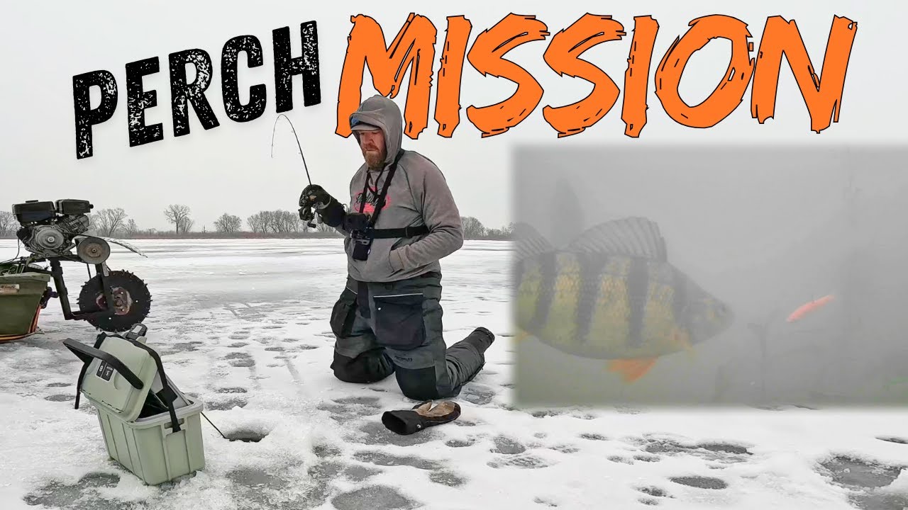 YouTube post by @AnglerX for Piscifun. Caption reads: Mississippi River Jumbo Perch Mission.