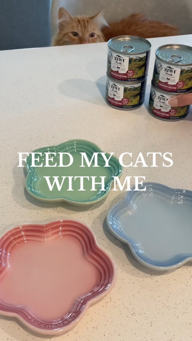 Instagram post by @simple.kitties for ZIWI Pet Food. Caption reads: Feed my cats with me ✨ Love having @ziwipetsusa....