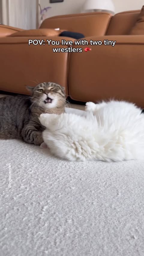 Instagram post by @ringodanyan for Oneisall. Caption reads: [...] Tired of pet hair everywhere? 🐾 This....