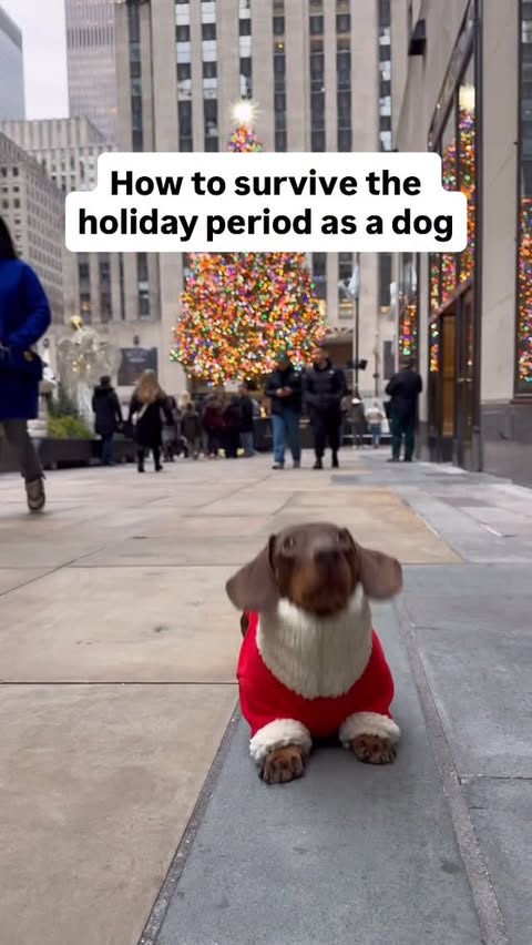 Instagram post by @parker.dachshund for Pupford. Caption reads: [...] make desirable decisions is essential!....