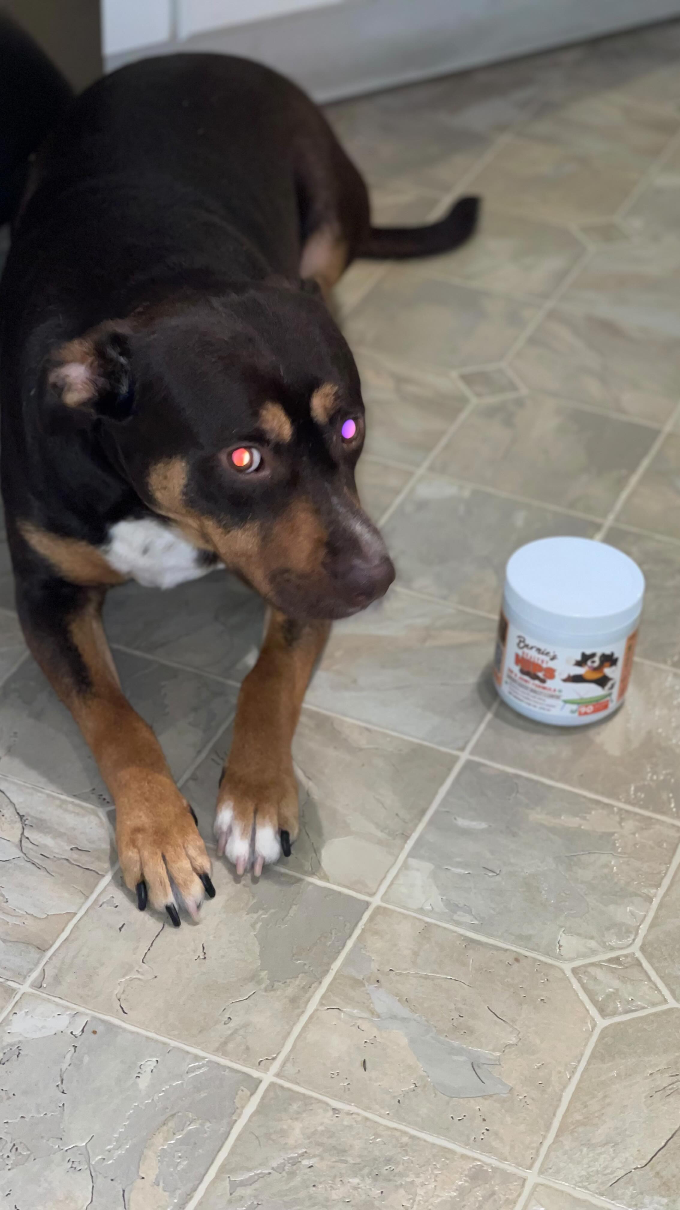 Instagram post by @k9sandabrunette for Bernie's Best. Caption reads: [...] We were honored to be invited to try....