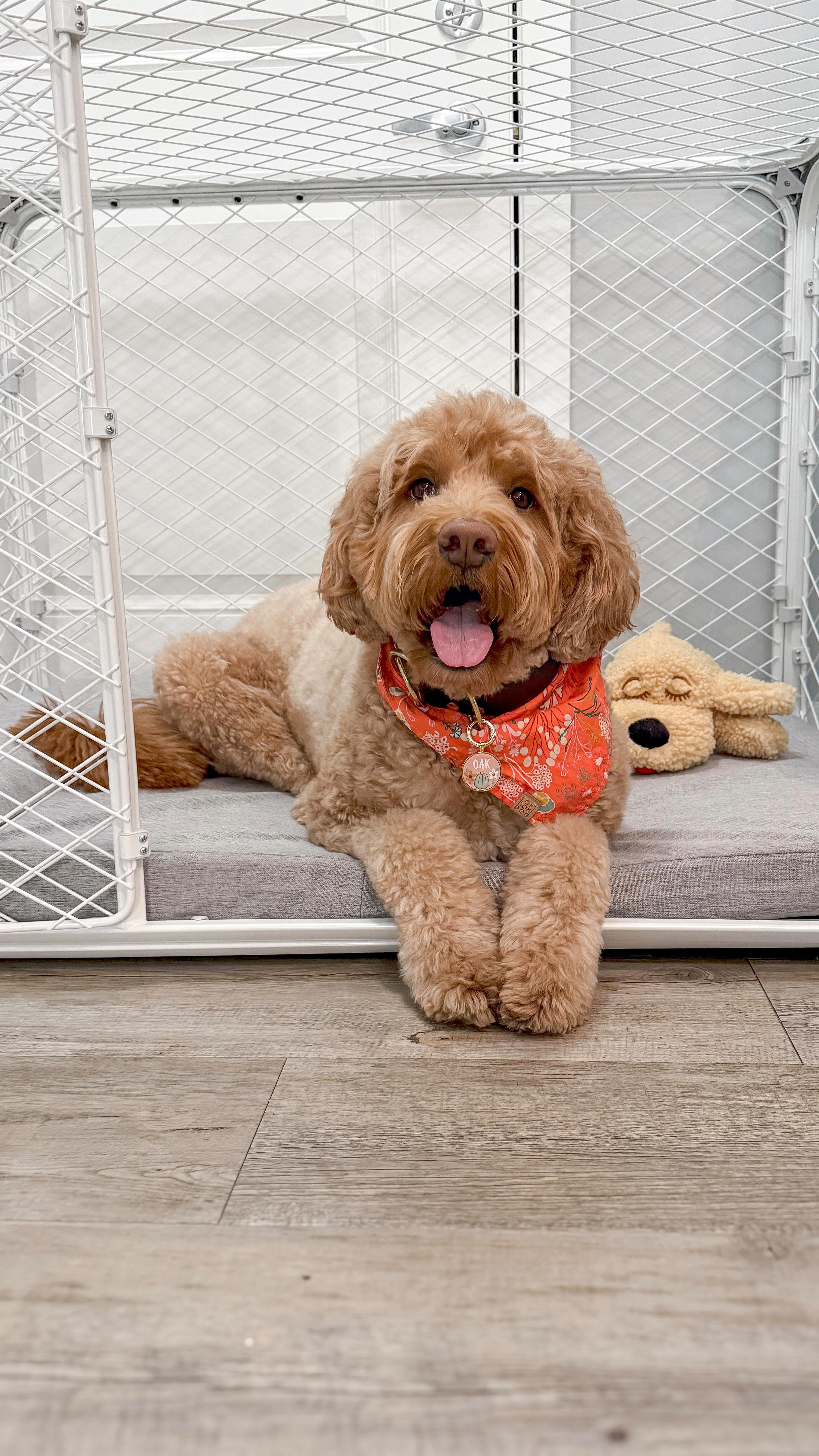 Instagram post by @oak.thedoodle for Diggs. Caption reads: Living the dream with my Evolv Essentials Set from....