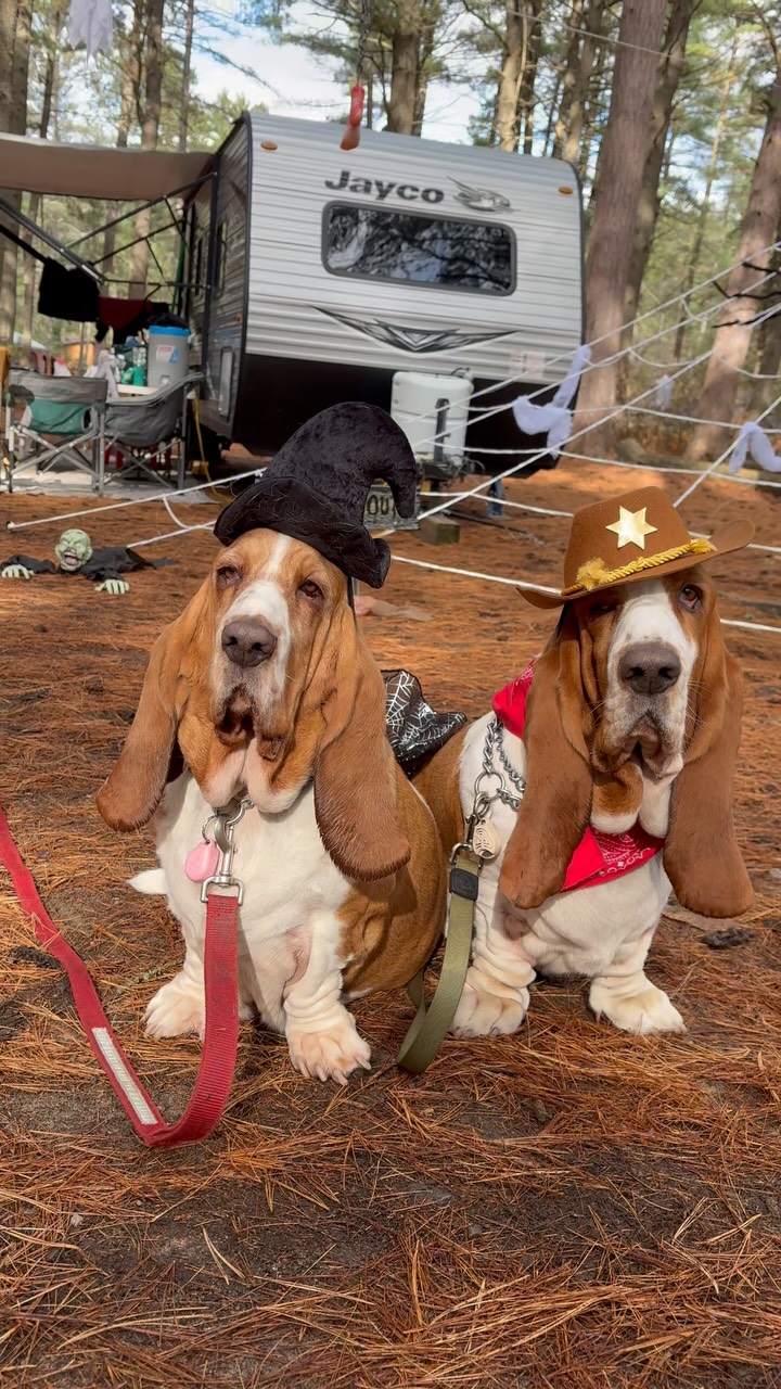 Instagram post by @chuck_thebasset for PetSmart. Caption reads: The sheriff & wicked witch of Algonquin, ready to....