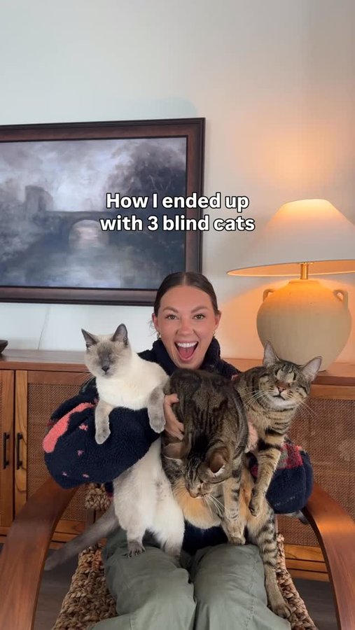 Instagram post by @dear.fig for Levoit. Caption reads: I never planned to have 3 blind rescue cats, but....