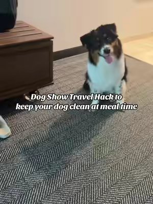 TikTok post by @thesaltysheps for Woof Pet. Caption reads: [...] every single day. So I brought her @Woof Pet....