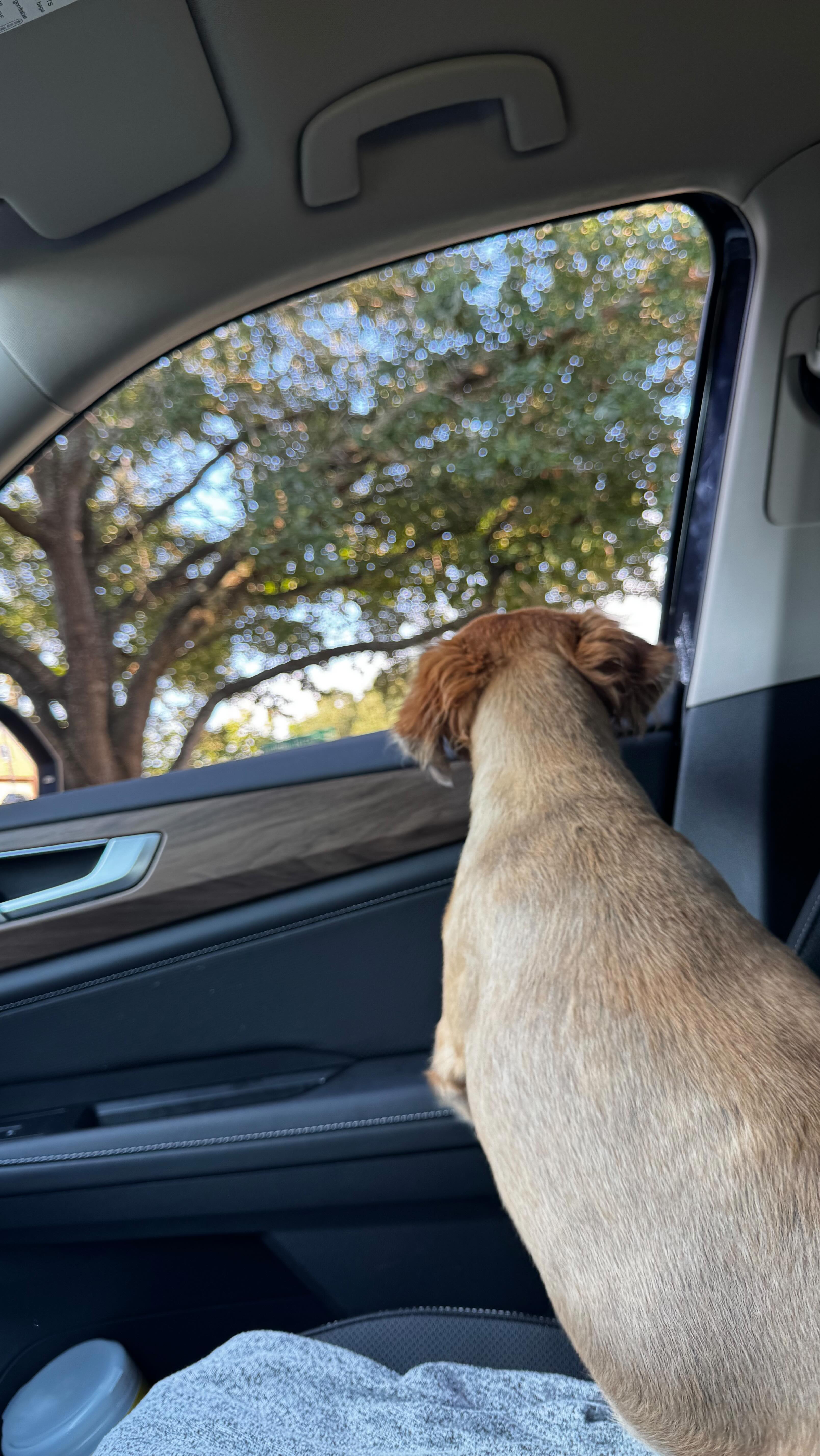 Instagram post by @theulrichlife for Dandylion. Caption reads: What kind of morning person are you?☀️ In my early....