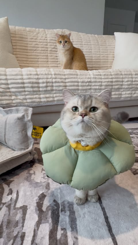 Instagram post by @twochunkybrits for FunnyFuzzy. Caption reads: [...] and pet approved 🤎🏡 Get yours from....