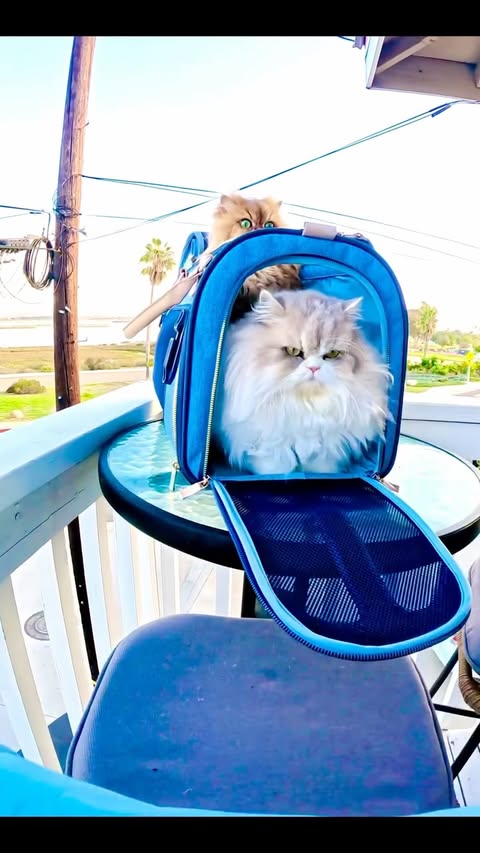 Instagram post by @catnessfluffygreen for Petsfit. Caption reads: Thanks @petsfit.us for our new carrier! Bring your....
