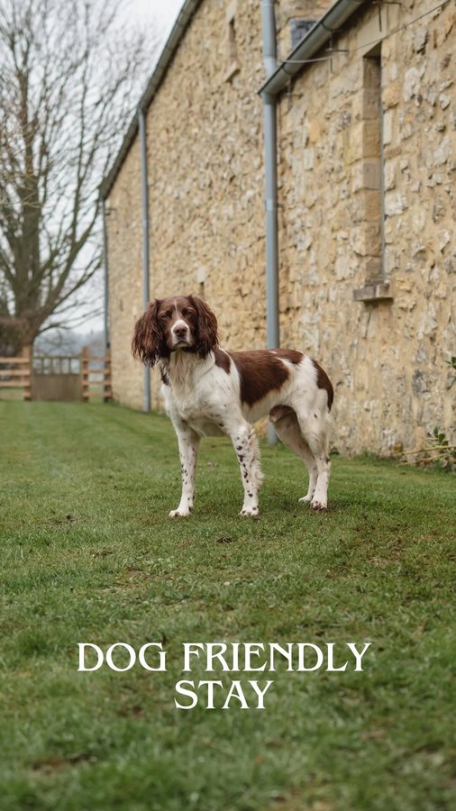 Instagram post by @jinky_springerspaniel for Ruff and Tumble. Caption reads: Can’t beat it 🥰🐶 

🐾 Dog Friendly
🧀 Welcome....