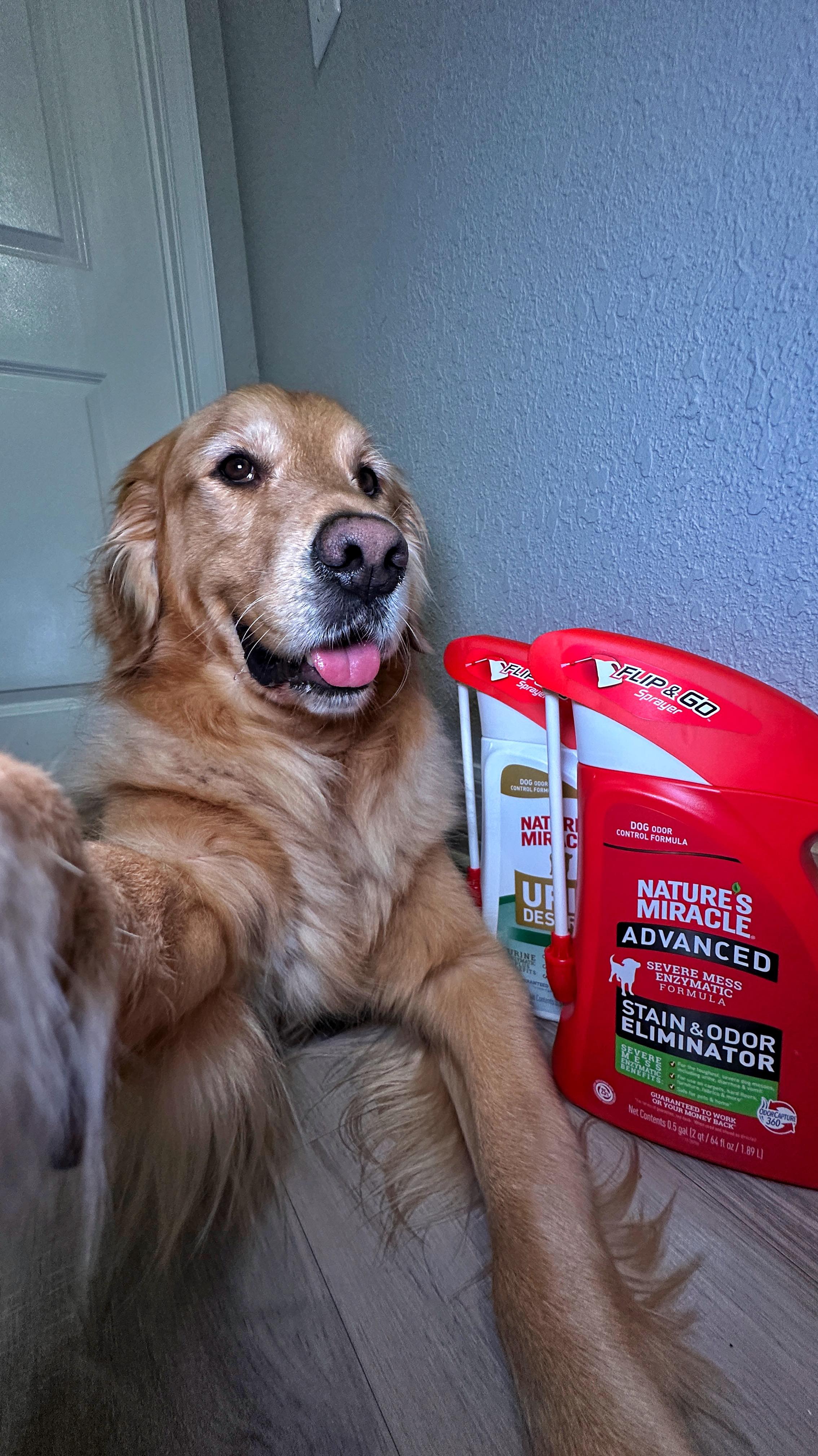 Instagram post by @the_goldendonut for Nature's Miracle. Caption reads: #ad Accidents happen, but clean up is a breeze....