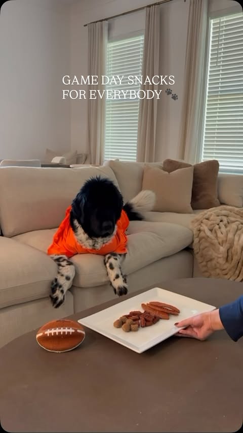 Instagram post by @calipries for blue buffalo. Caption reads: [...] snacks for every member of the team....