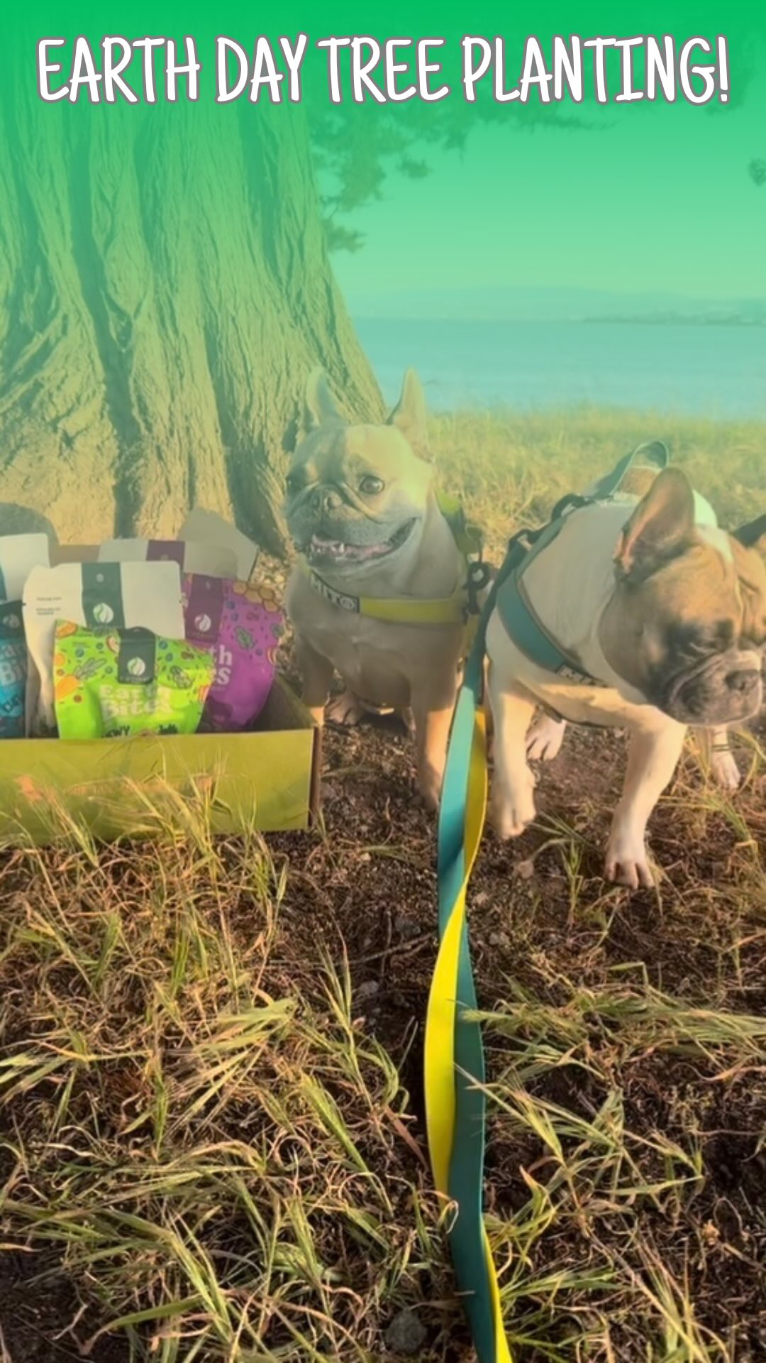 Instagram post by @somefrenchienamedapollo for Earthborn Holistic Pet Food. Caption reads: Help us plant more trees this Earth Day! For every....